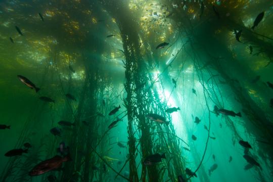 Bull kelp forest off the coast of California (Photo: Chad King/MBNMS/NOAA)
