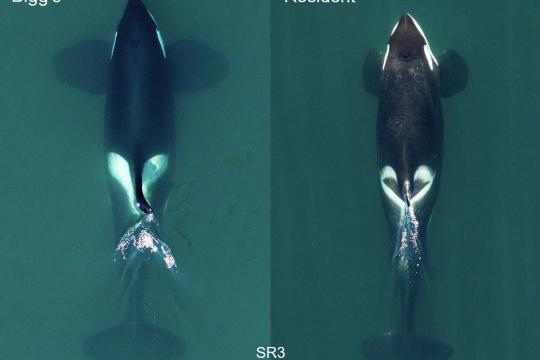 Side-by-side comparison of Bigg's killer on left and resident killer whale on right.