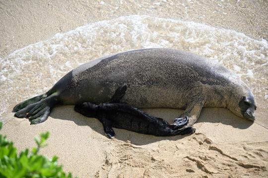 A rainbow-shaped wave of water ebbs away into an arc around a Hawaiian monk seal mom laying on a sandy beach as her newborn pup lays next to her resting its head on its mom.