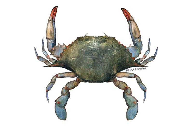 Blue crab illustration showing grayish blue and green shell. Legs and claws are bright blue. Depicted crab is a female because red tips on claws. Credit: NOAAFisheries/Jack Hornady.