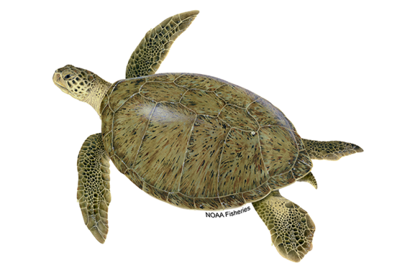 Left-facing illustration of a green turtle with small head and a green shell that has black and brown markings.